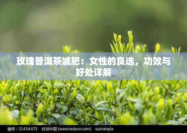 玫瑰普洱茶減肥：女性的良選，功效與好處詳解