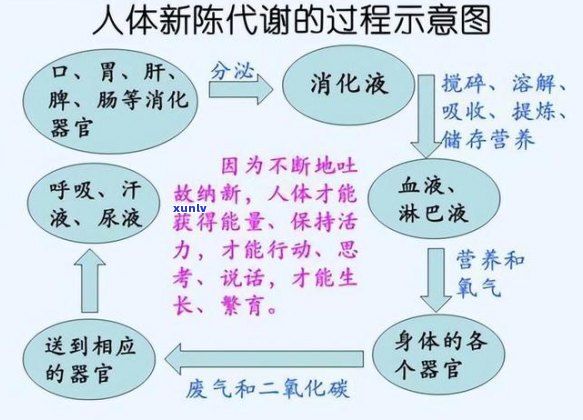 喝什么茶促進(jìn)代謝快、排、減少吸收及減肥綜合指南