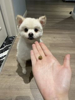 養(yǎng)狗六年，我終于遇到了最棒的狗糧！