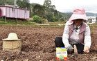 “中國大幅削減進口，加方面臨雙重打擊”