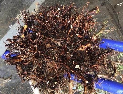打造最佳杜鵑花土——科學(xué)配制方法（培育健康、花期長(zhǎng)的杜鵑花，輕松享受園林盛宴）