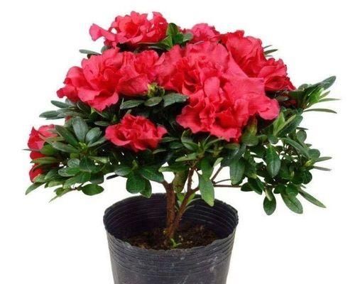 打造最佳杜鵑花土——科學(xué)配制方法（培育健康、花期長(zhǎng)的杜鵑花，輕松享受園林盛宴）