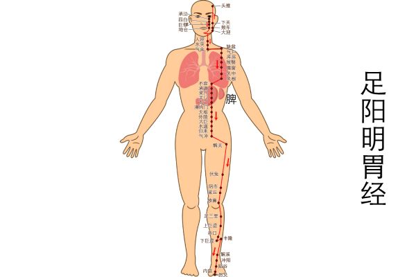 足阳明胃经图片
