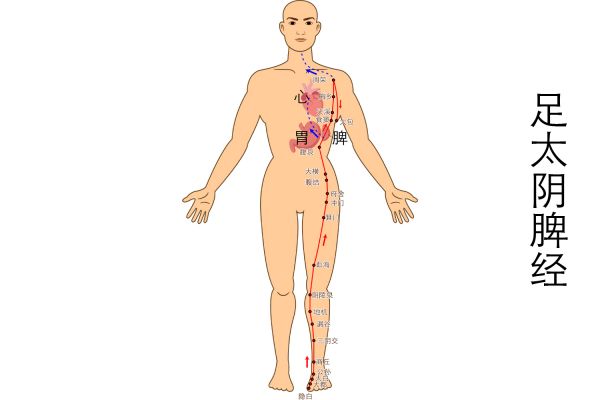 足太阴脾经图片
