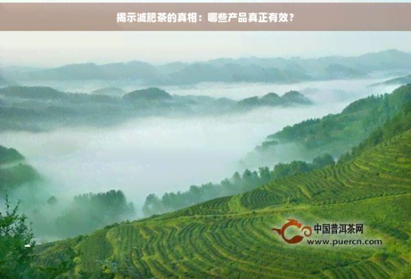 揭示減肥茶的真相：哪些產(chǎn)品真正有效？