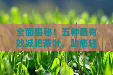 全面揭秘！五種最有效減肥茶葉，助您輕松瘦身達(dá)成目標(biāo)