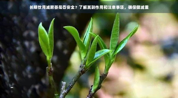 长期饮用减肥茶是否安全？了解其副作用和注意事项，确保健减重