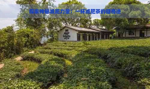 探索神秘减肥力量：一杯减肥茶的健奇迹