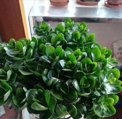 長壽植物（探索神奇的植物世界）