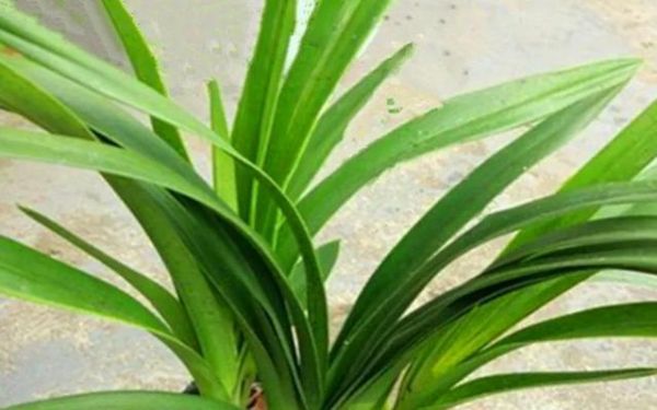 長壽植物（探索神奇的植物世界）