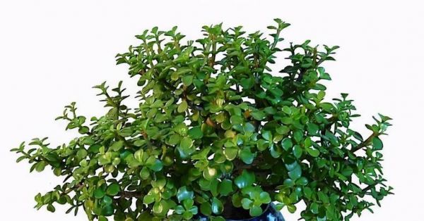 長壽植物（探索神奇的植物世界）