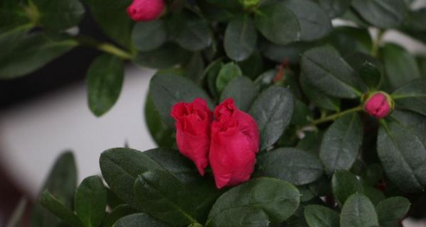 如何正確處理杜鵑花的休眠期（了解杜鵑花的休眠期是保持花卉健康的關(guān)鍵）