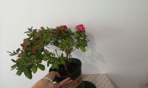 如何正確處理杜鵑花的休眠期（了解杜鵑花的休眠期是保持花卉健康的關(guān)鍵）