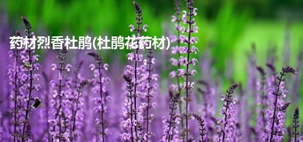 药材烈香杜鹃(杜鹃花药材)