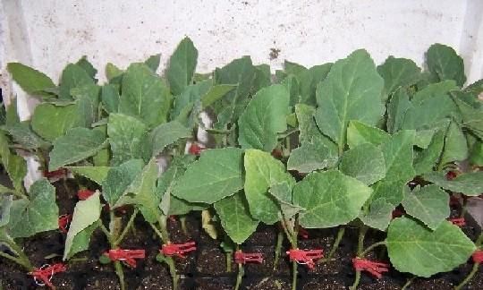 茄子是一年生還是多年生？（茄子的生命周期及種植技巧。）