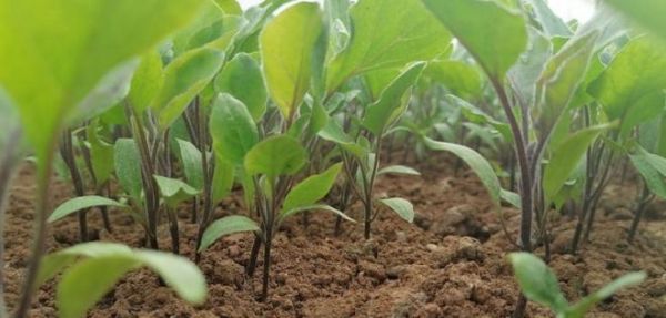 茄子是一年生還是多年生？（茄子的生命周期及種植技巧。）