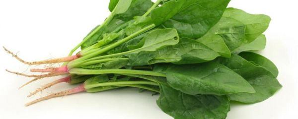 冬季減肥的誤區(qū) 冬季減肥要注意哪些 冬季吃哪些食物可以減肥