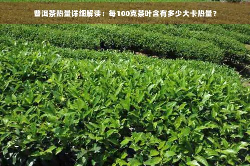 普洱茶热量详细解读：每100克茶叶含有多少大卡热量？