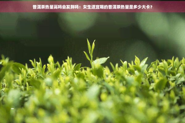 普洱茶熱量高嗎會發(fā)胖嗎：女生適宜喝的普洱茶熱量是多少大卡？