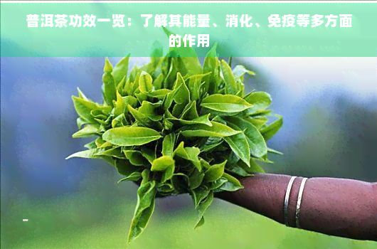 普洱茶功效一覽：了解其能量、消化、免疫等多方面的作用