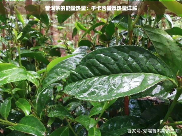 普洱茶的能量熱量：千卡含量及熱量詳解