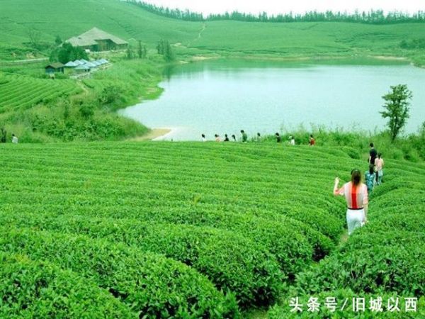 鐵觀音營(yíng)養(yǎng)成分有這么多你知道嗎？