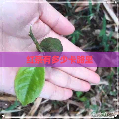 红茶有多少卡路里