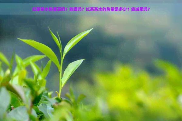 红茶茶水热量高吗？能喝吗？红茶茶水的热量是多少？能减肥吗？