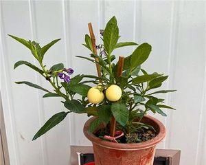 在家門口種人參果，讓健康成為常態(tài)（探討人參果的種植和養(yǎng)護方法）