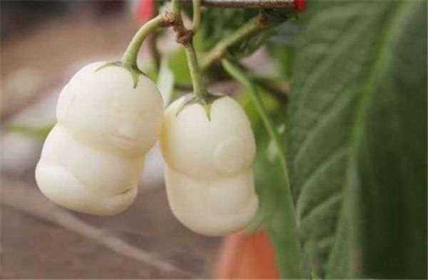 日光溫室人參果高效栽培技術(shù)，這幾個問題要注意，高品質(zhì)人生果