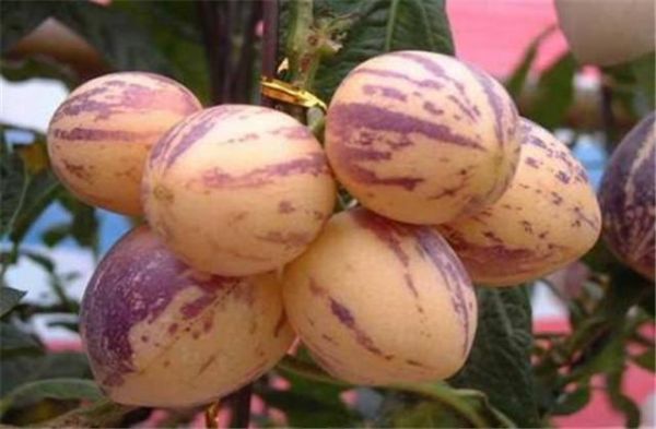 日光溫室人參果高效栽培技術(shù)，這幾個問題要注意，高品質(zhì)人生果