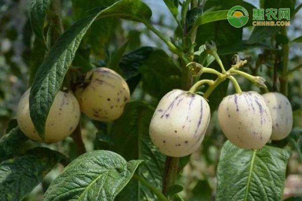 人参果种植如何管理？-图片版权归惠农网所有