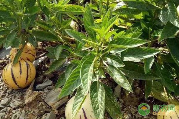人参果种植如何管理？-图片版权归惠农网所有