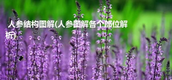  人参结构图解(人参图解各个部位解析)