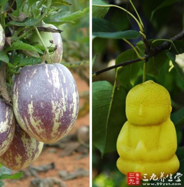 人參果的營(yíng)養(yǎng)價(jià)值