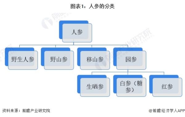 圖表1：人參的分類