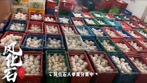 正确吃人参果，人参果快速剥皮的做法 步骤9