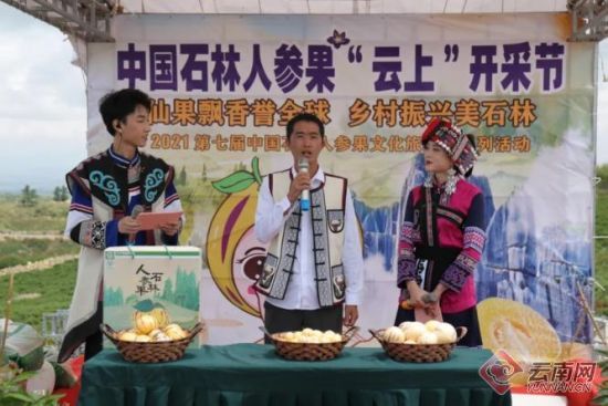 石林已列全国乃至全世界最大的商品人参果种植基地 供图