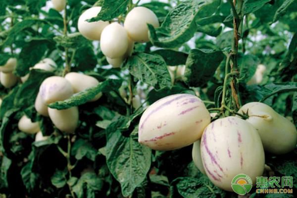 人參果種植時間及方法技術(shù)-圖片版權(quán)歸惠農(nóng)網(wǎng)所有