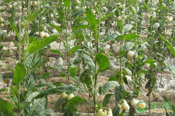 人參果樹的種植與管理-圖片版權(quán)歸惠農(nóng)網(wǎng)所有