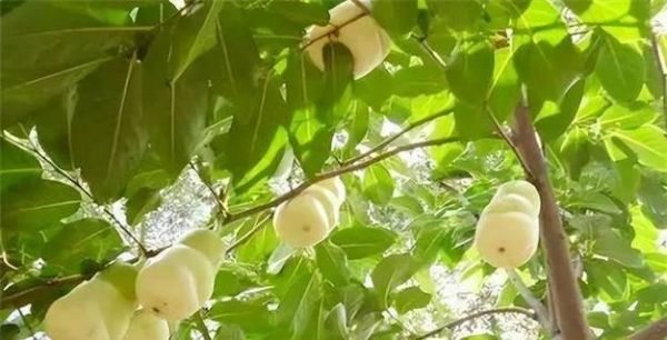人參果的根系與生長特點(diǎn)（人參果根系發(fā)達(dá)的原因及其對(duì)植株生長的影響）