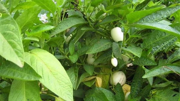 人參果的種植與開花結(jié)果（種植時(shí)間）