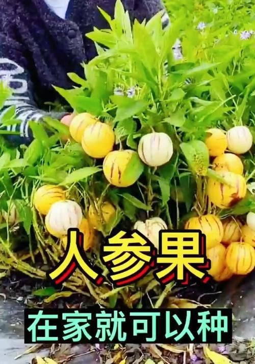 人參果的種植與開花結(jié)果（種植時(shí)間）