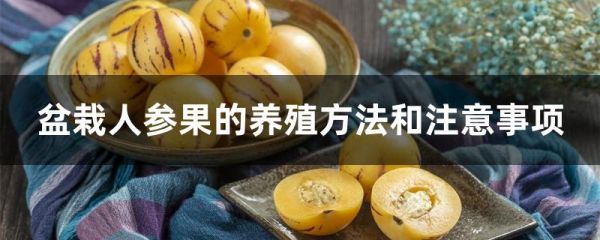 盆栽人參果的養(yǎng)殖方法和注意事項(xiàng)
