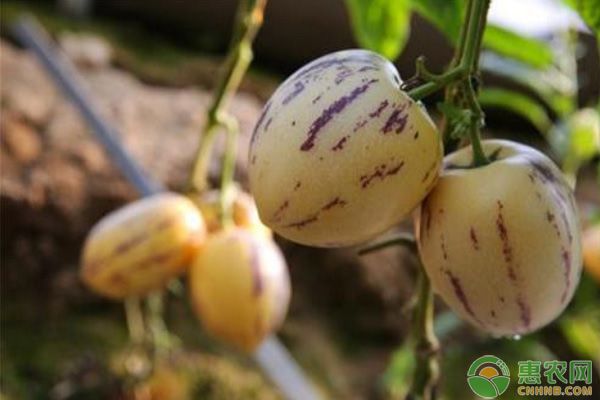 人參果露地種植技術(shù)與管理-圖片版權(quán)歸惠農(nóng)網(wǎng)所有