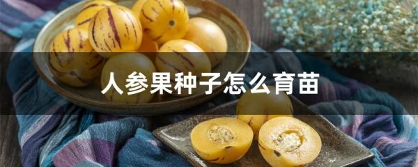 人參果種子怎么育苗