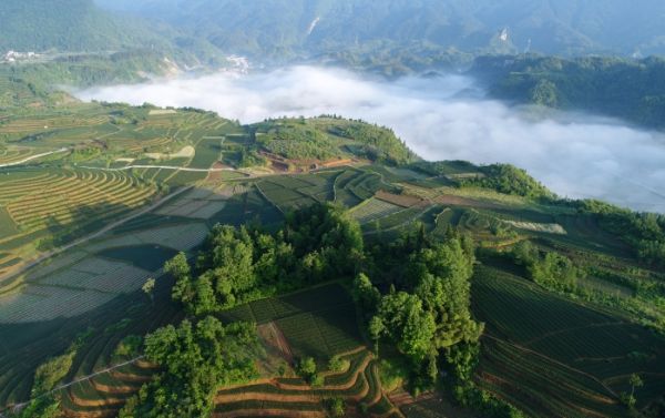 中国中药湖南湘西百合基地。