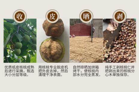 分心木的采取過程