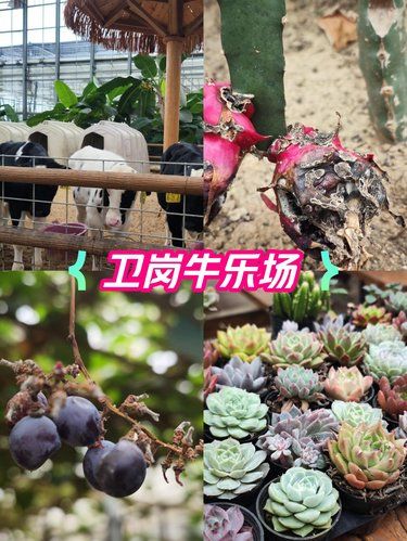 南京衛(wèi)崗牛樂(lè)場(chǎng)－幼兒園研學(xué)活動(dòng)