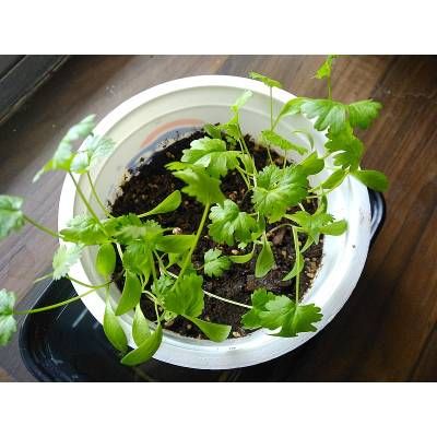 吃多少香菜对健康有益